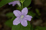 Limestone wild petunia